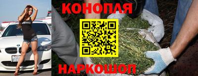 крисы Кулебаки